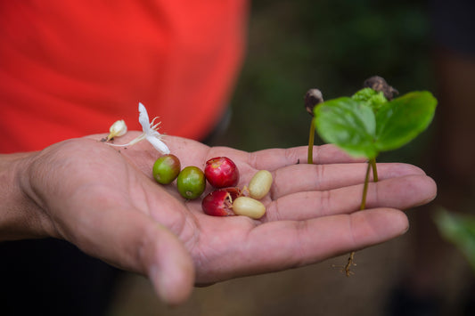 Kaffee aus Indonesien
