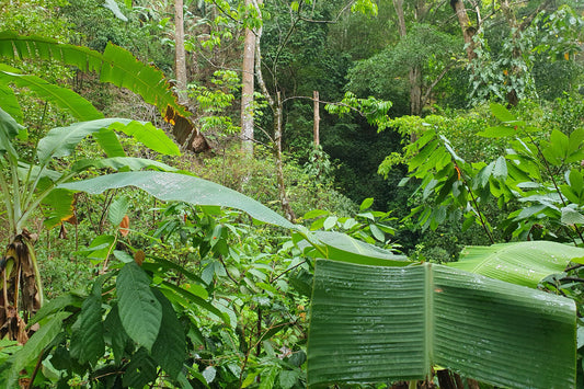 Kaffee aus Brasilien