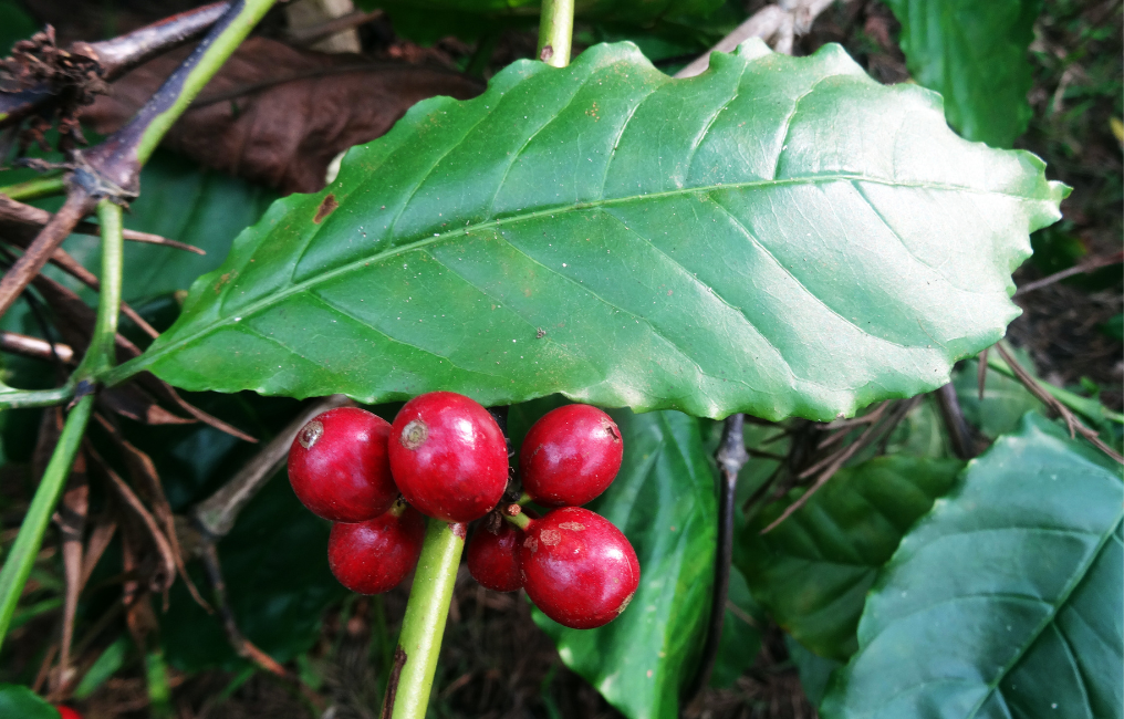 Peru